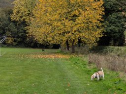 Autumn